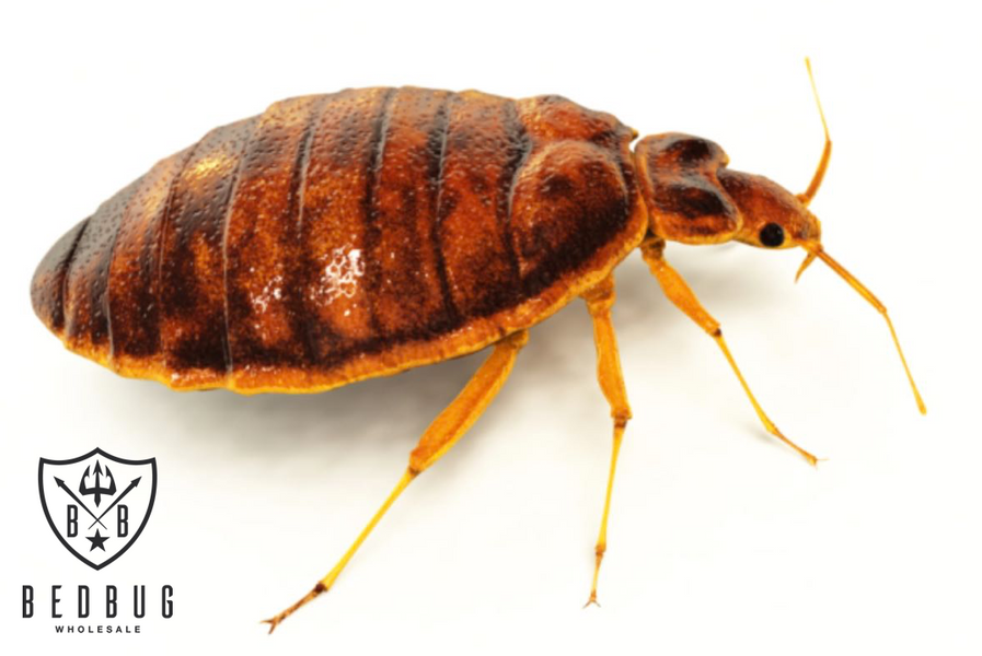 Australian Bedbug Key Facts