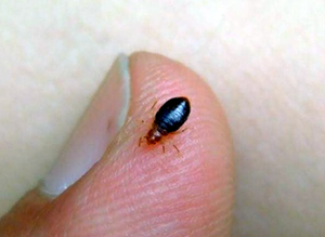 What Are Bed Bugs? | What Do They Look Like?