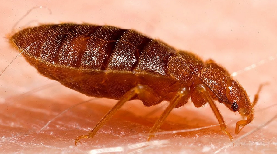 Bed Bug Facts