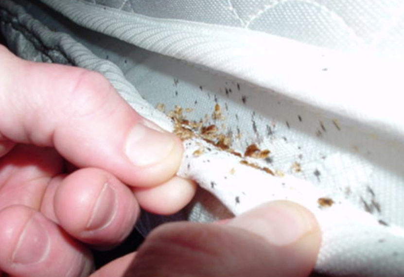 Bed Bug Infestation Treatment