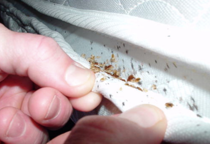 Our 10 Step Process To Remove Australian Bed Bugs | Must Read.
