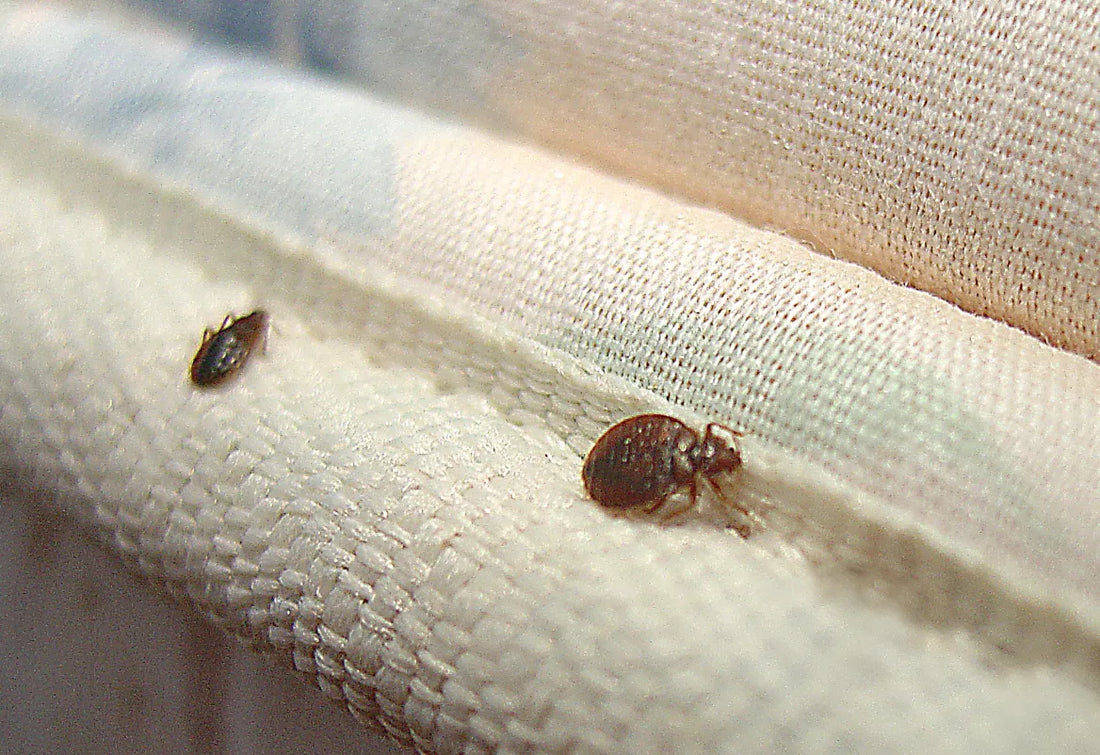 Australian Bedbug Key Facts