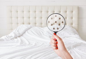 Where Do Bed Bugs Hide? | Where do you find them in your home?