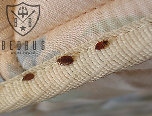 What you must know about Dust Mites, Bed Bugs & Allergens
