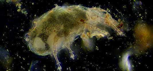The Truth About Living With Dust Mites In Australia, And How To Minimise Your Allergy Symptoms