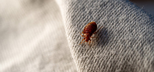 What Are Bed Bugs? | What Do They Look Like?