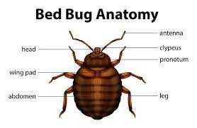 Bed bugs - what do bites look like, and how can they be removed from your house?
