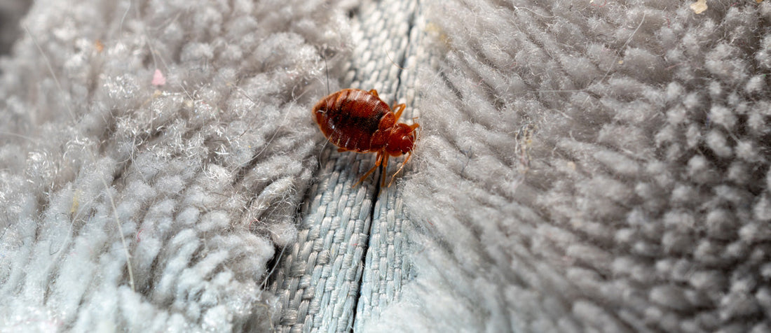 Bed bugs - what do bites look like, and how can they be removed from your house?